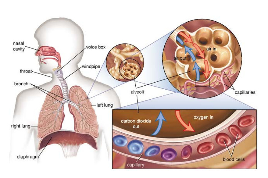 Respiratory System - bodysystems.weebly.com