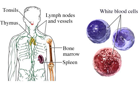 Immune System - bodysystems.weebly.com