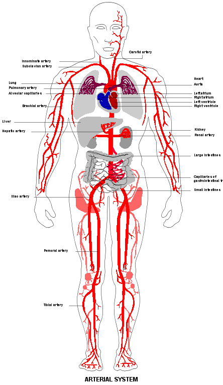 Circulatory System - bodysystems.weebly.com